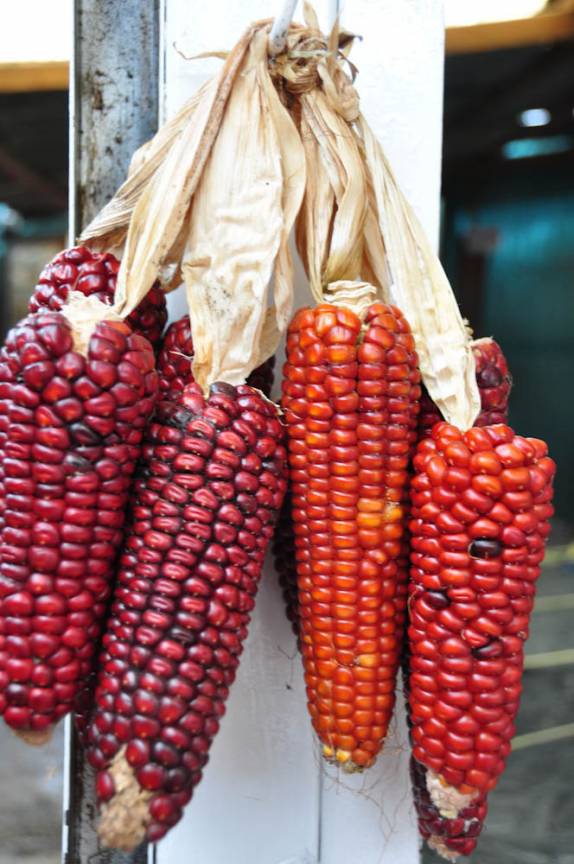 Diferentes variedades de milho no mercado de San Cristobal de Las Casas, no sul do México